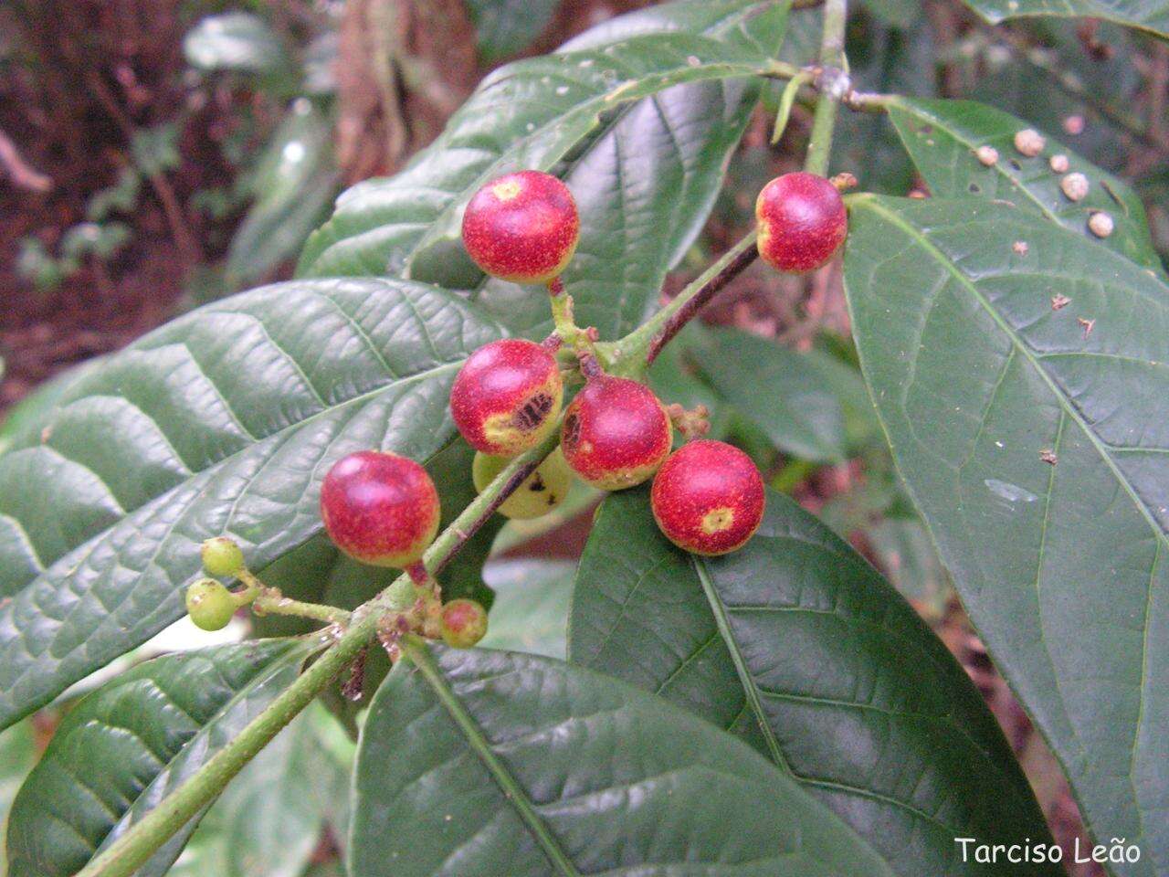 Image of Siparuna guianensis Aubl.