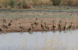 Image of Grass Whistling Duck