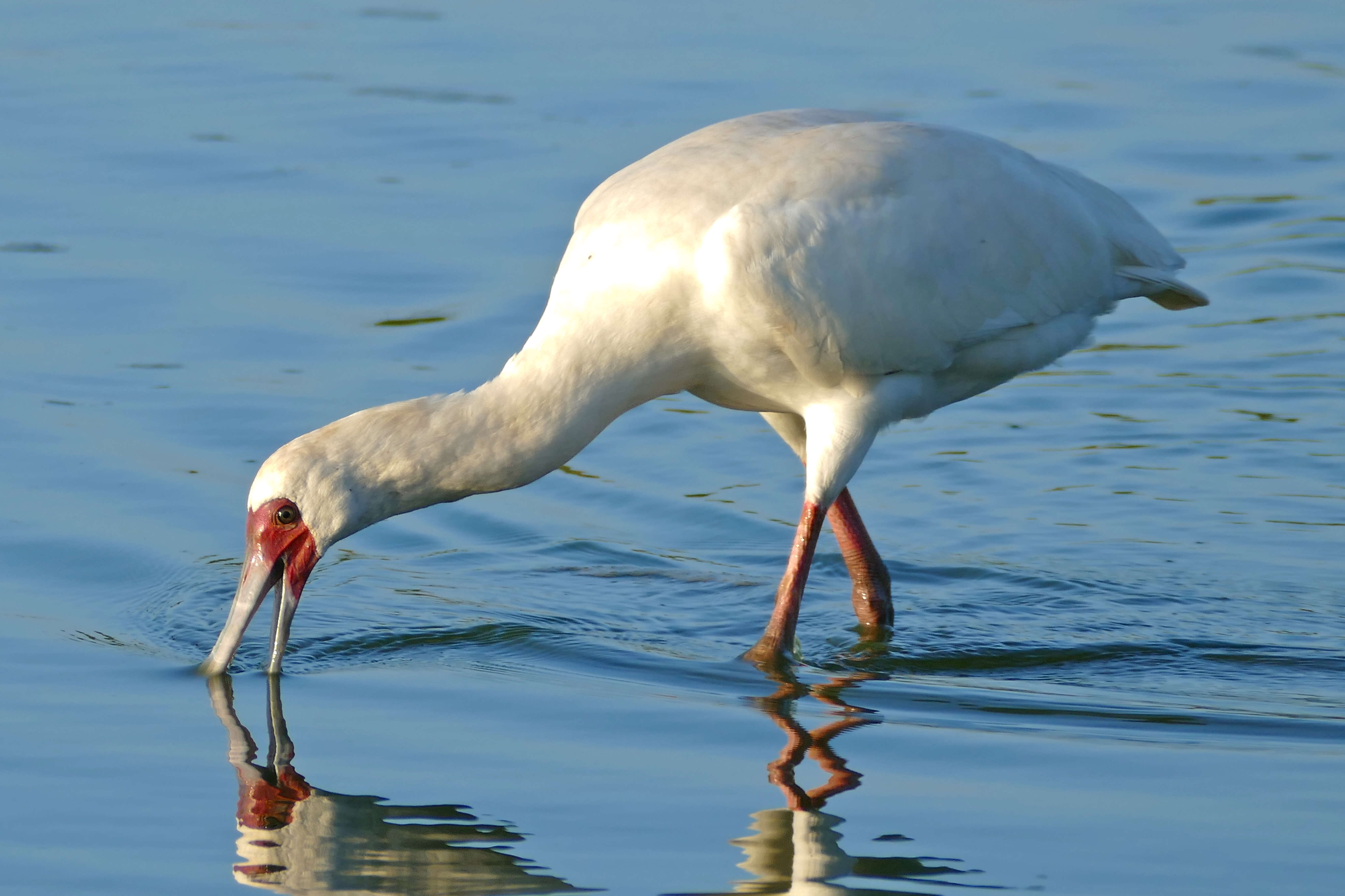 Image of Platalea Linnaeus 1758