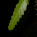 Image of Weberocereus imitans (Kimnach & Hutchison) Buxb.