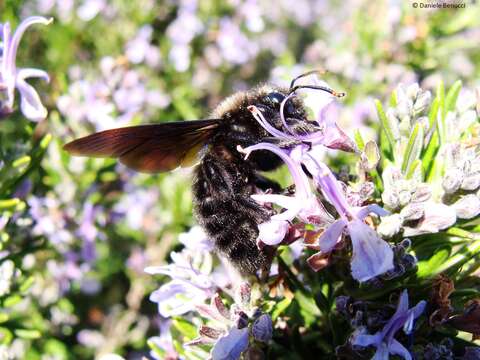 Image de Xylocopa violacea (Linnaeus 1758)