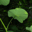 Image of Cissampelos grandifolia Triana & Planch.