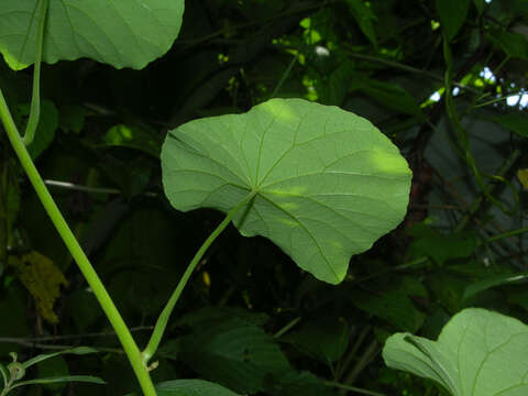 Image of Cissampelos grandifolia Triana & Planch.