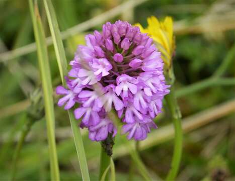 صورة Anacamptis pyramidalis (L.) Rich.