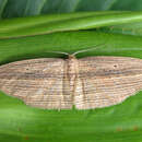Image of Cabbage tree moth