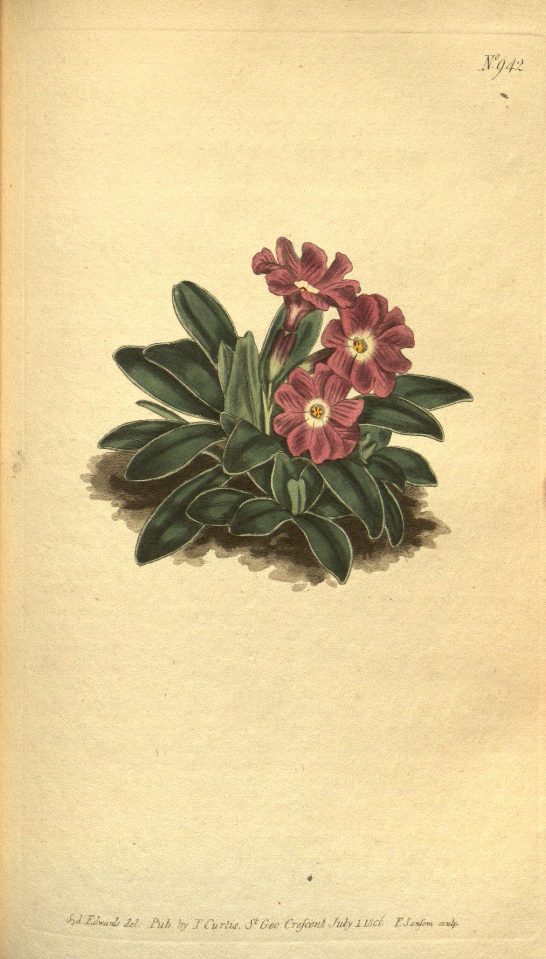 Image of Primula integrifolia L.