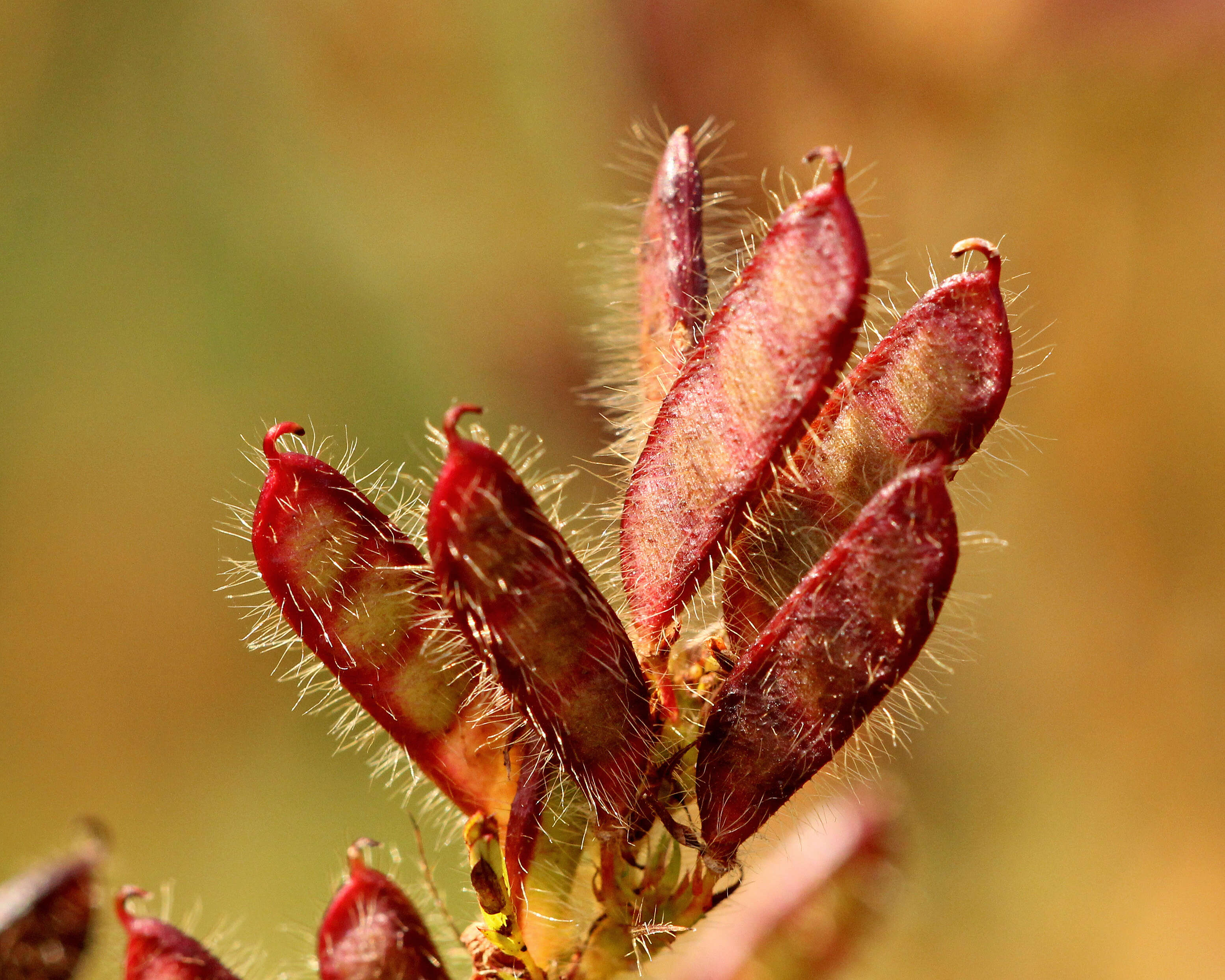 Chamaecrista nictitans var. aspera (Elliott) Torr. & A. Gray的圖片