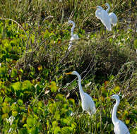 Image of Great Egret