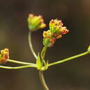 Image of Bupleurum falcatum L.