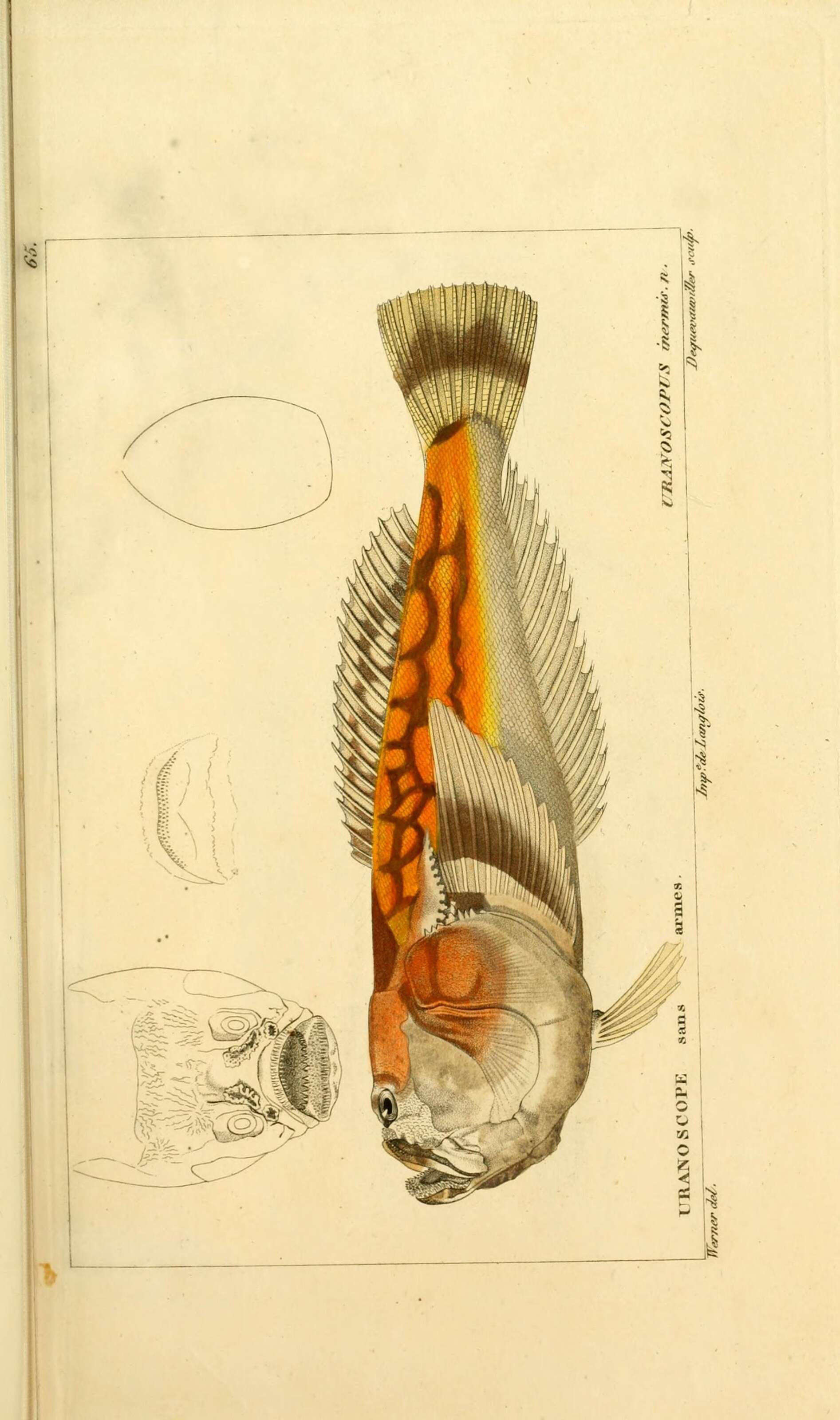 Image of Ichthyscopus
