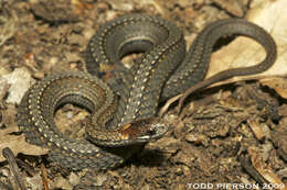 Image of brown-bellied snakes