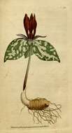 Imagem de Trillium sessile L.