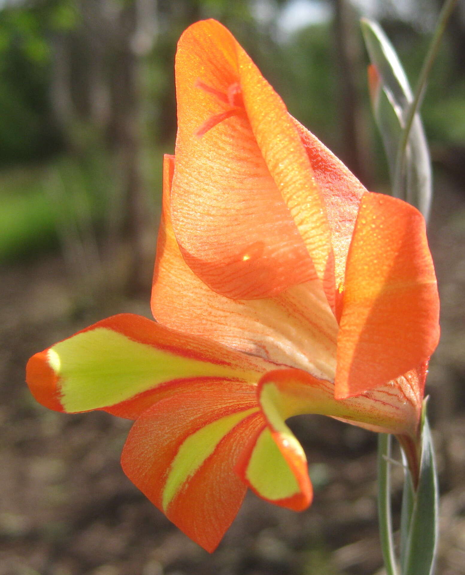 Image of Gladiolus decoratus Baker