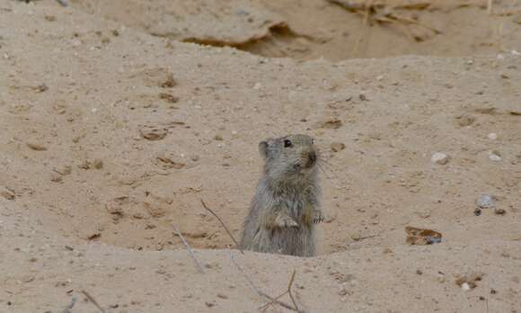 Image of Whistling Rats