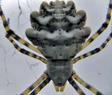 Image of Argiope lobata (Pallas 1772)