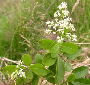 Plancia ëd Ligustrum