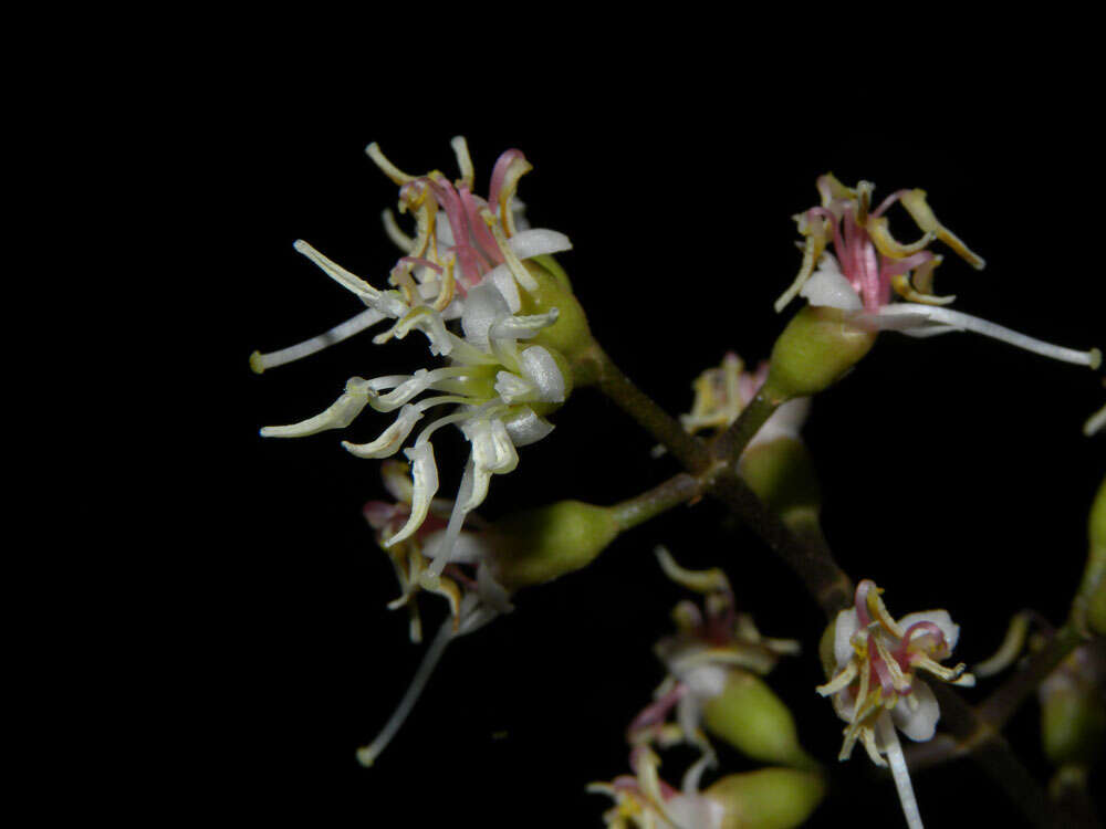 Image of Miconia gracilis Triana