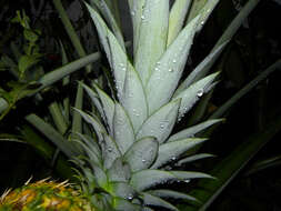 Image of Pineapples