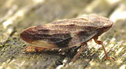 Image of spittlebugs