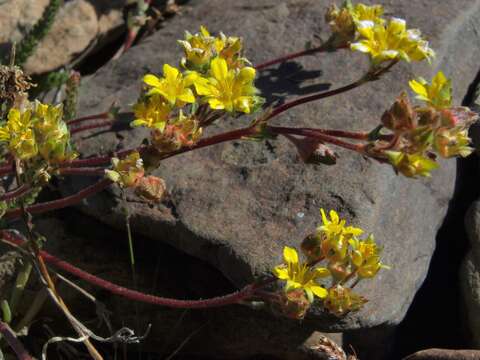 Image of clubmoss mousetail