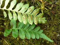 Image of polypody