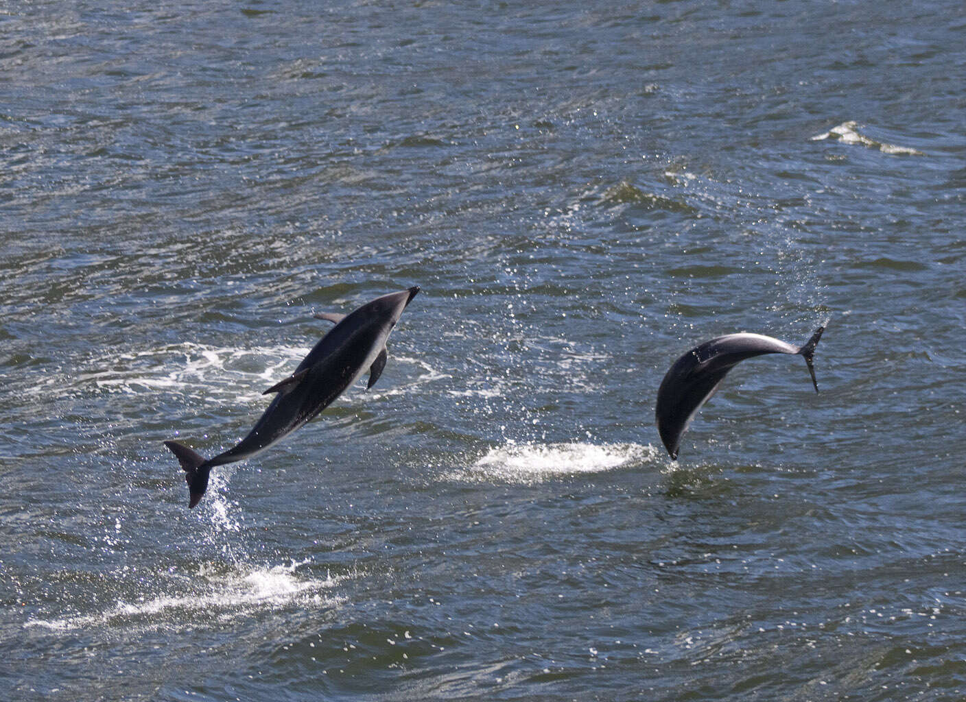 Sivun Valkokuvedelfiinit kuva