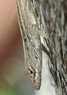 Image of Bahaman brown anole