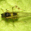 Image of Aphid