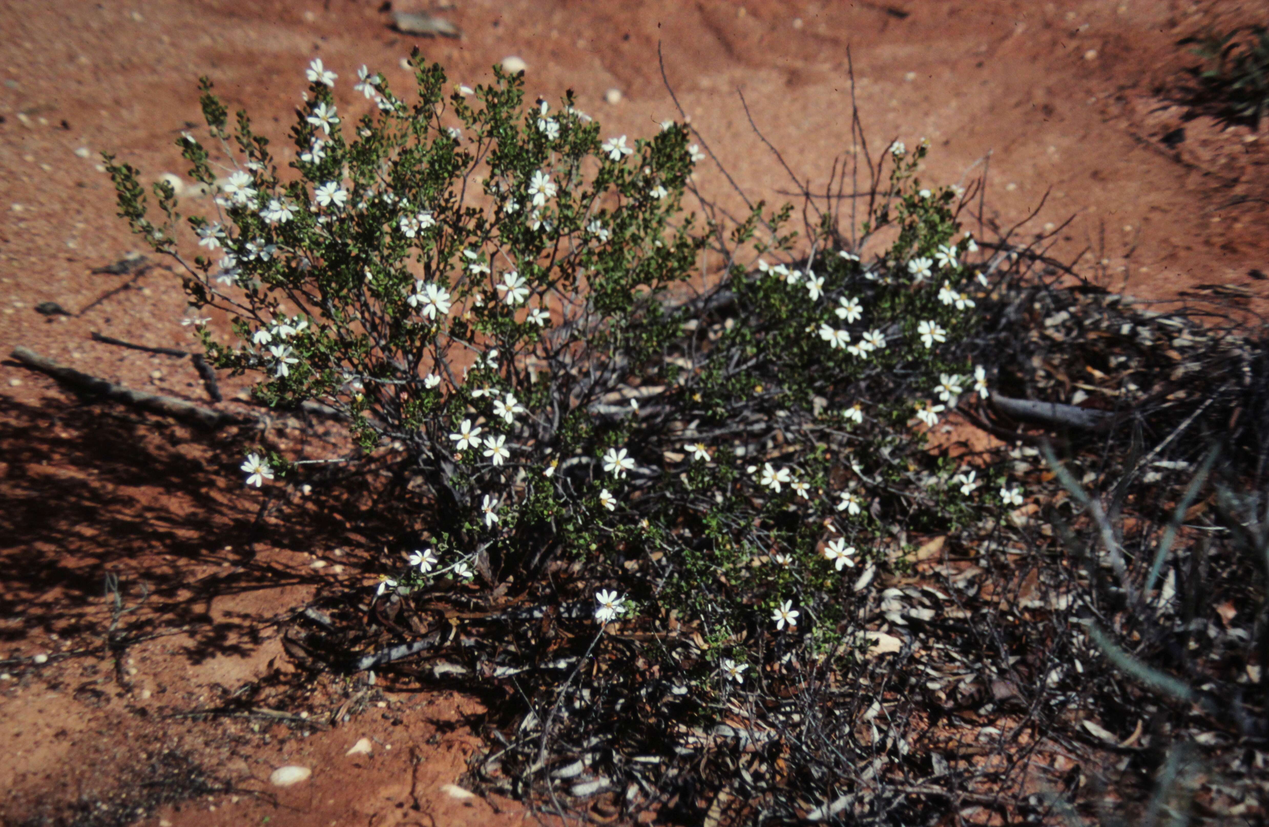 Image of Dusky Daisy-bush