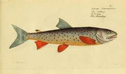 Image of Salvelinus