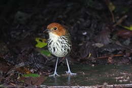 Image of antpittas