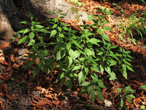 Image of erect pellitory-of-the-wall