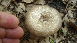 Image de Lentinus