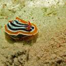 Image of Magnificent orange black white slug