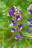 Image of Sainfoin vetch