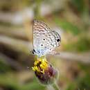 Image of Hemiargus huntingtoni hannoides