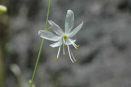 Image of Anthericum