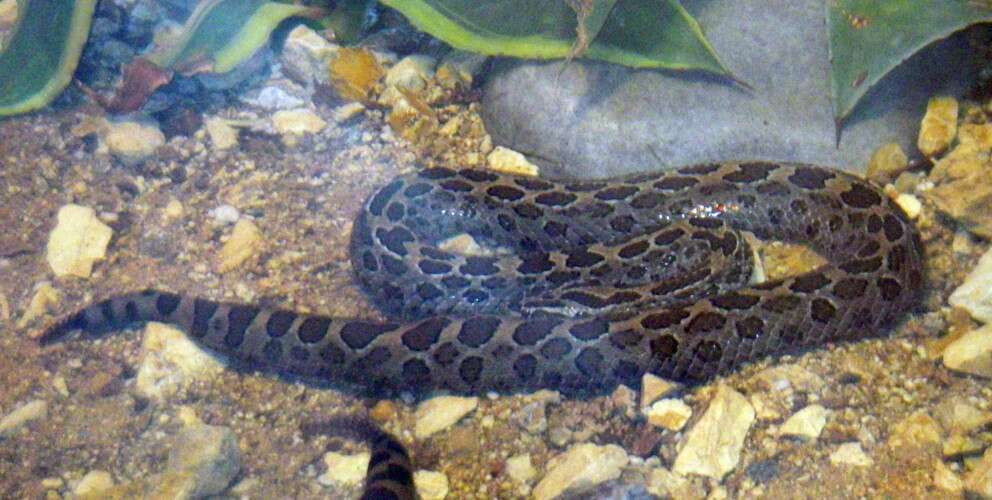 Image of Mexican Lancehead Rattlesnake