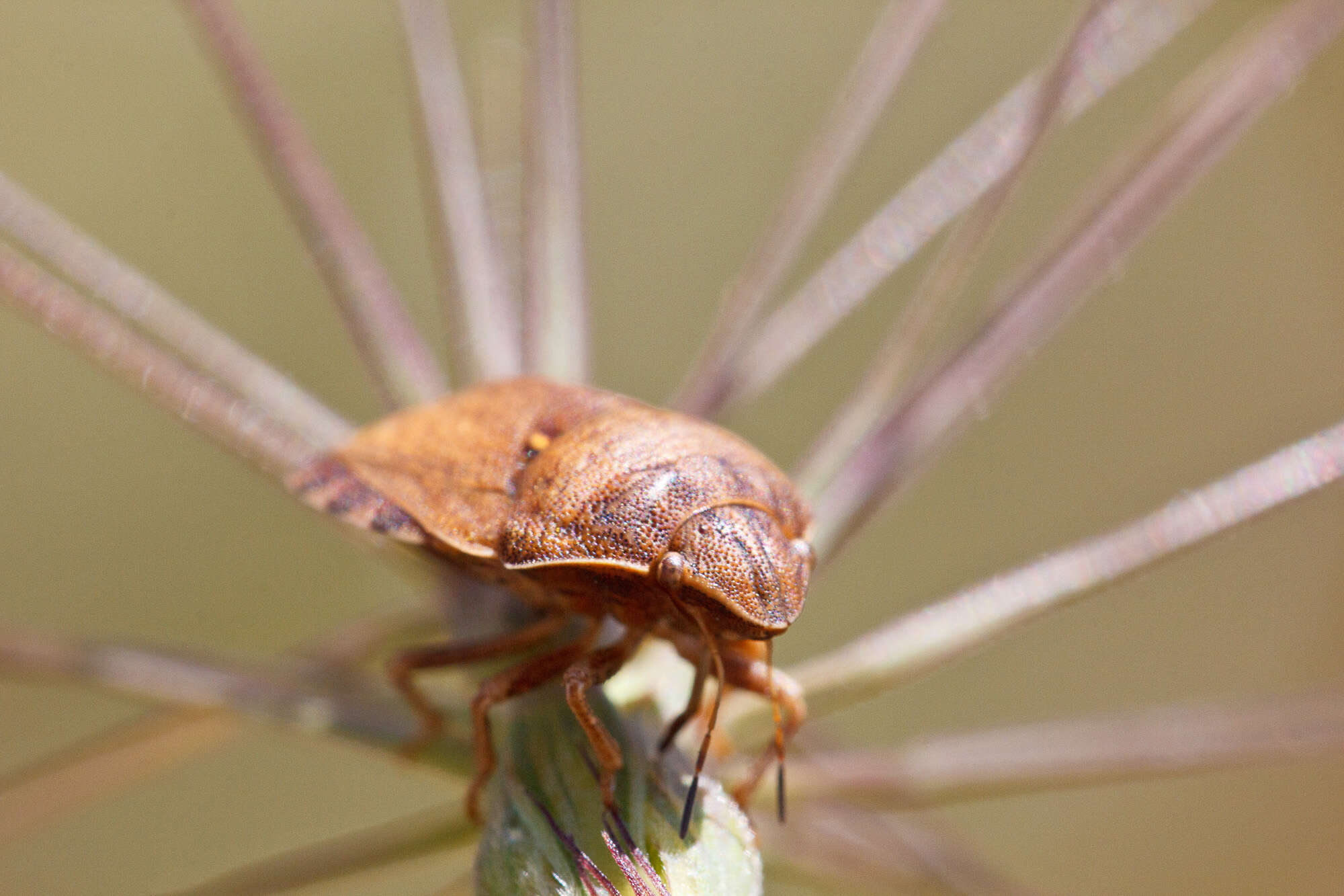 Image of Eurygaster