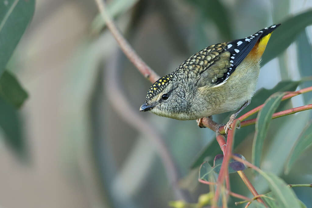 Image of pardalotes