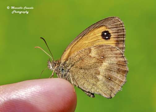 Image of hedge brown