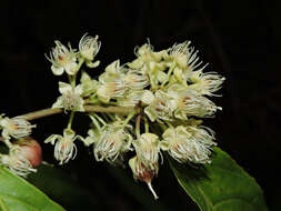 Image of Casearia commersoniana Cambess.