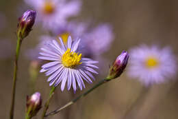 Image of New York aster