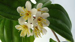 Image of Miconia jucunda (DC.) Triana