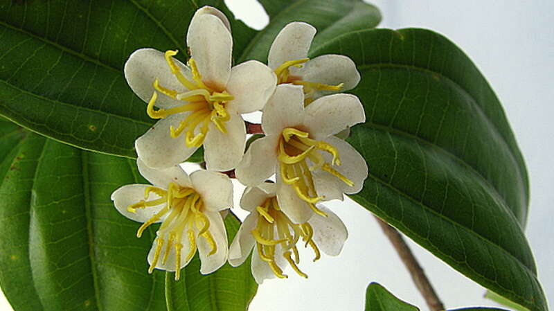 صورة Miconia jucunda (DC.) Triana