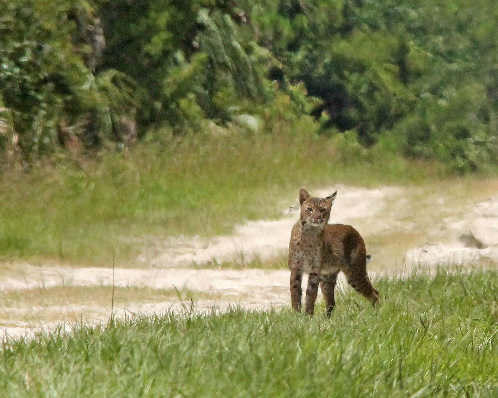 Image of Mexican bobcat