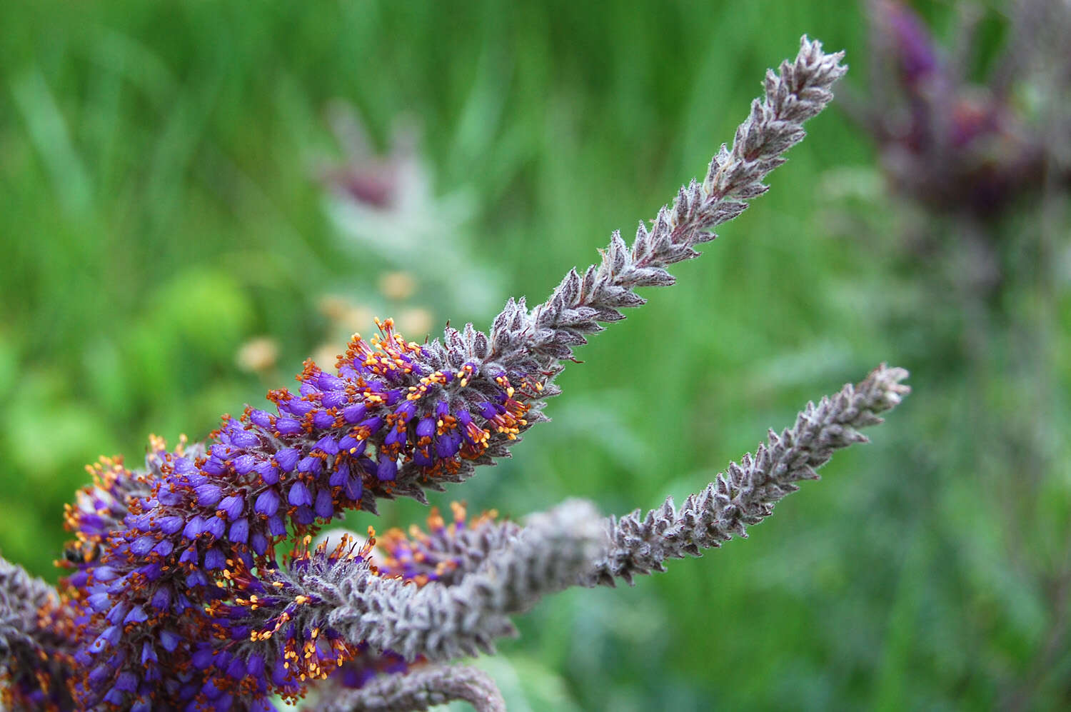 Image of false indigo