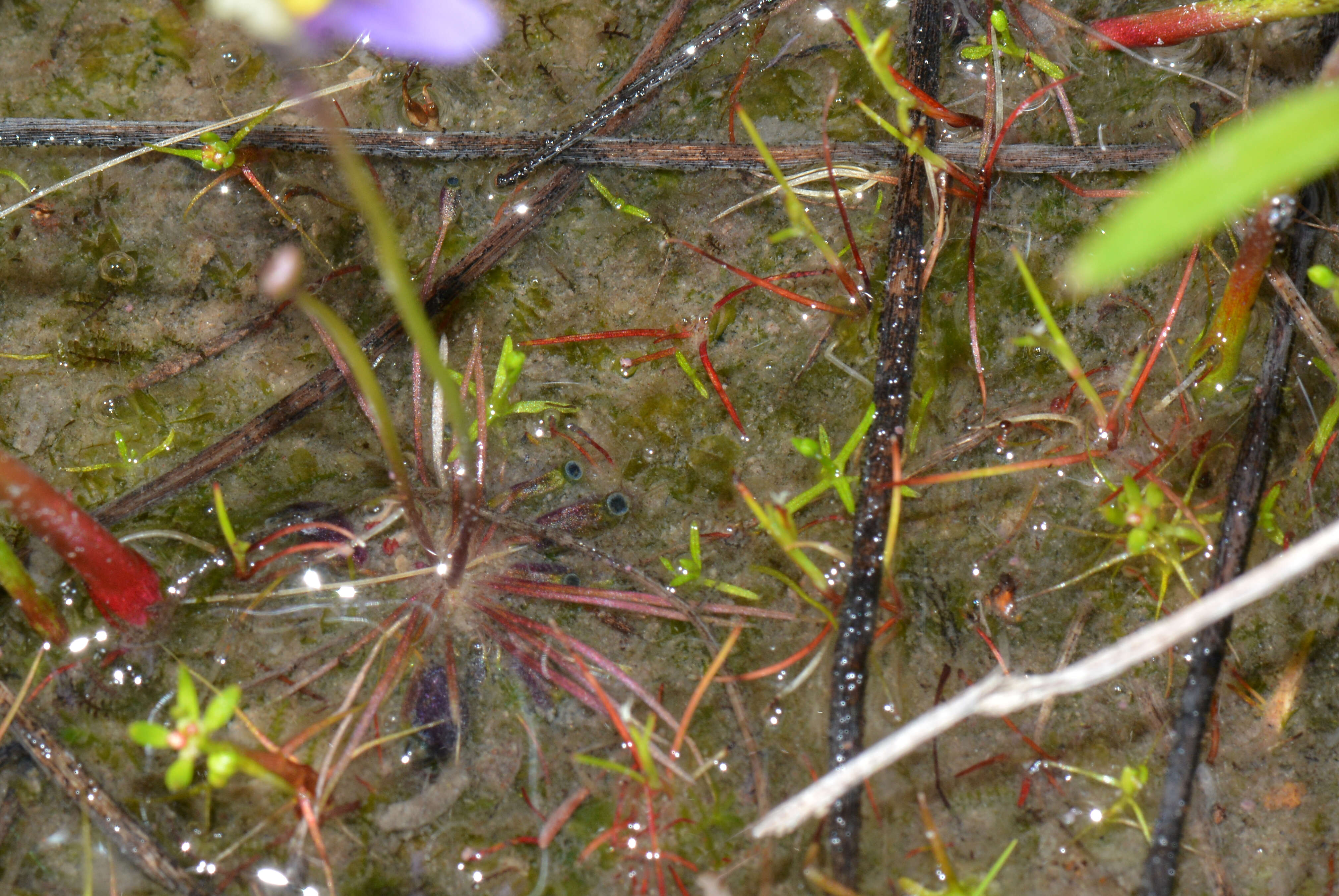 Image of Utricularia benthamii P. Taylor