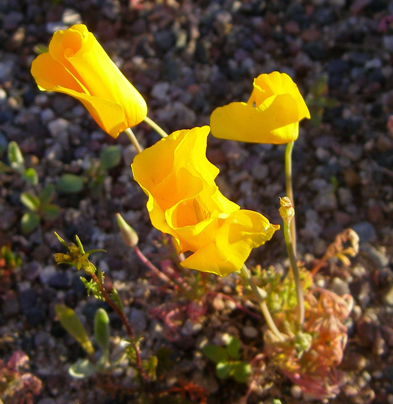 Image of California poppy