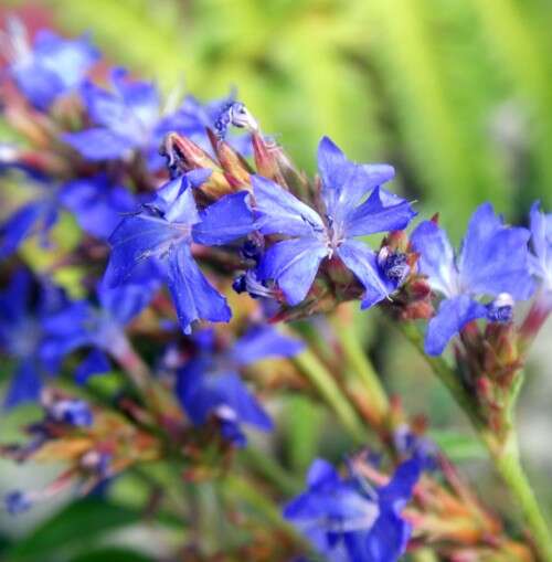 Image of Leadwort